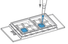 (ibidi)μ-Slide 2孔共培養-81806 81801